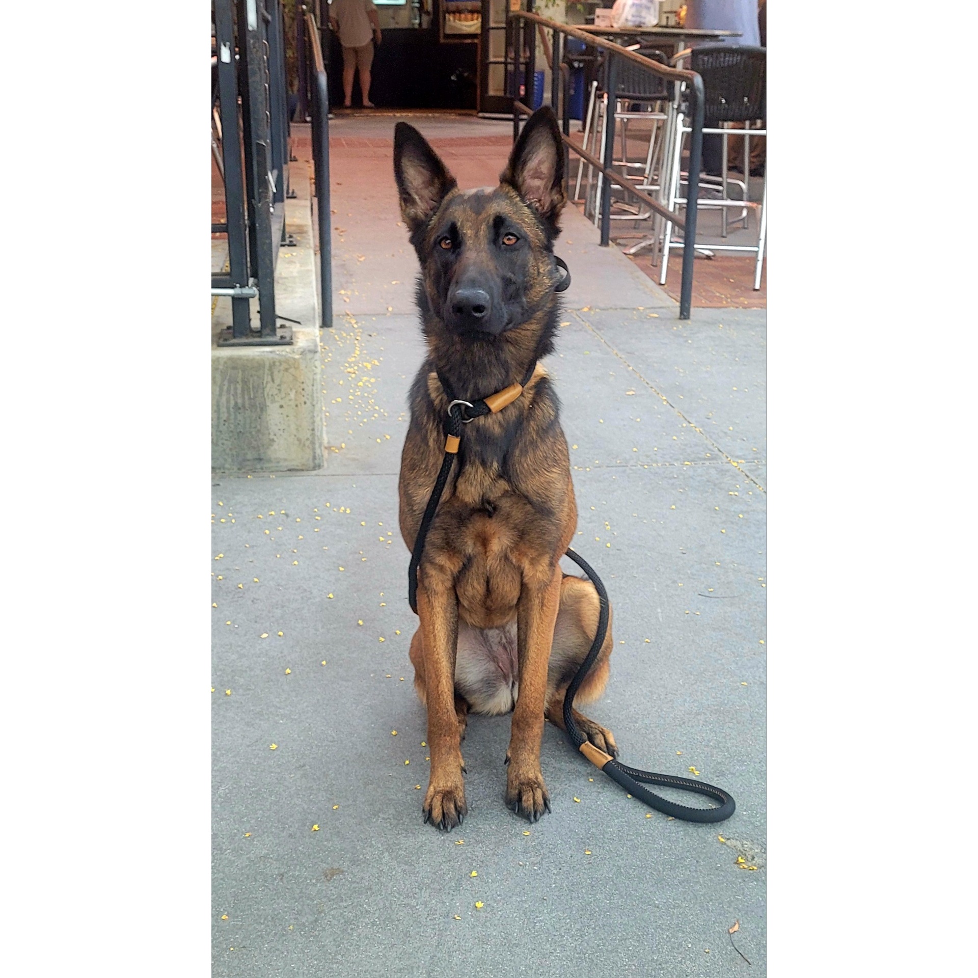 Certified bed bug detection dog and handler