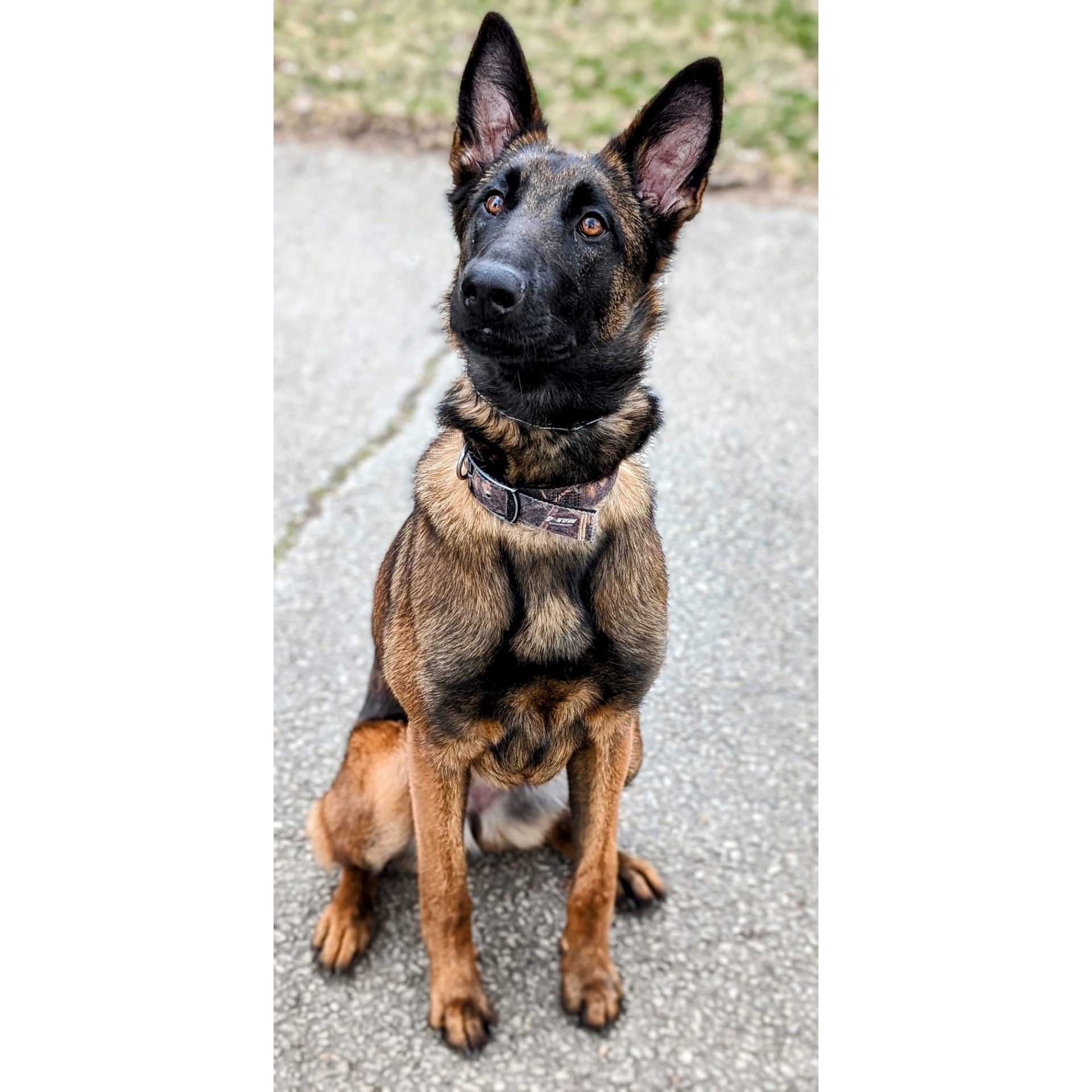 Nala, certified bed bug detection dog